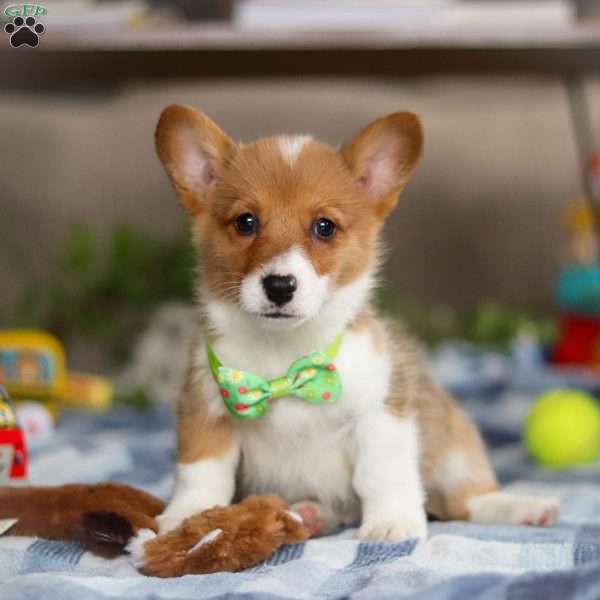 Duke, Pembroke Welsh Corgi Puppy